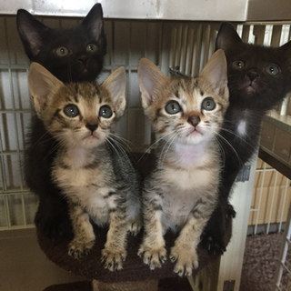2ヶ月4兄妹麦わら男の子黒猫女の子決まっていません