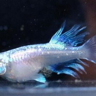 ブルードロワめだか　若魚　雄１雌３
