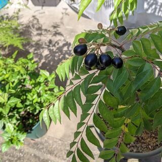 カレーリーフ　種　約35個