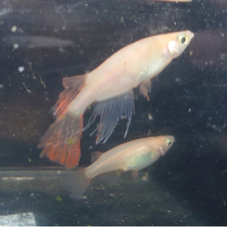 【完売】天女の舞(赤鰭)②10匹~稚魚~