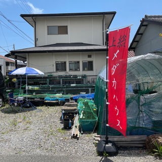 土曜日のメダカ販売