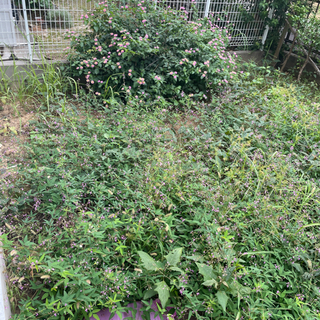 助けて下さい❗️❗️草むしりしてほしいです