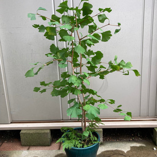 銀杏の木　(鉢無しで宜しければ無料でお渡し致します)の画像