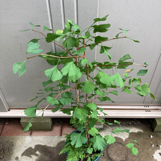 銀杏の木　(鉢無しで宜しければ無料でお渡し致します)の画像