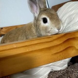 ネザーランドドワーフ　♂　2歳　犬用トイレシーツにトイレしてくれ...