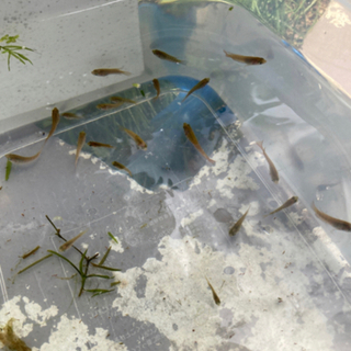 琉球闘魚（タイワンキンギョ
