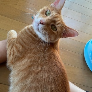 茶トラ君、里親募集中！