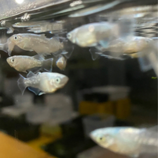 メダカの飼育、販売の画像