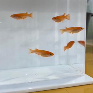 メダカの飼育、販売