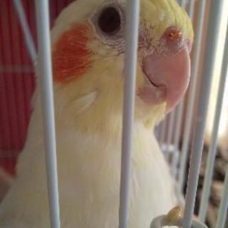オカメインコを探してます❗️広島市南区東雲本町