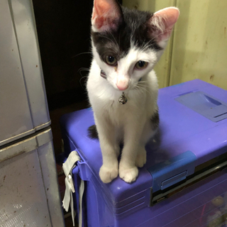 【10月いっぱいまで】5ヶ月の子猫の里親募集