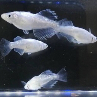 プラチナブルージェイめだかの稚魚