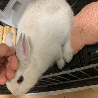 うさぎ(ネザーランドドワーフ)