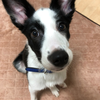 犬友達募集