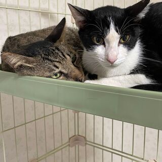 里親さんが決定しました！【ハチワレ＆キジトラ】保護猫兄妹２匹（男...