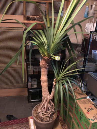植物　アカタコノキ　レアです。