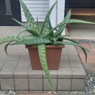 アロエ　ベラ