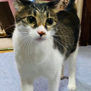 猫 オス 3才