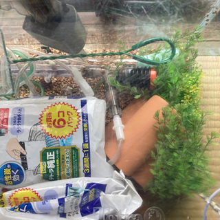 水槽×3、アクアリウムセット（料金手渡し）の画像