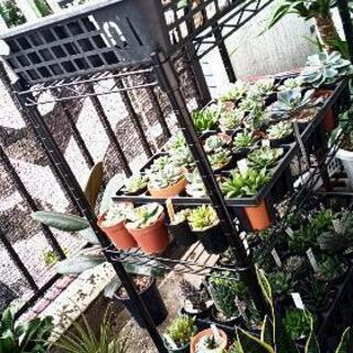 観葉植物友達🌴