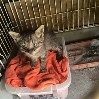 保護子猫