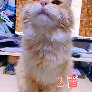 【残り2匹】生後５ヶ月メインクーンミックスの五兄弟の里親募集中 - 八王子市