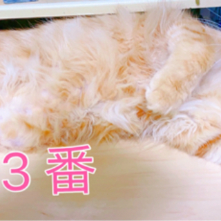 【残り2匹】生後５ヶ月メインクーンミックスの五兄弟の里親募集中 - 猫