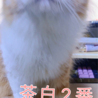【残り2匹】生後５ヶ月メインクーンミックスの五兄弟の里親募集中 - 里親募集