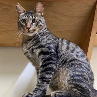 人慣れOK！愛嬌のある猫さんです