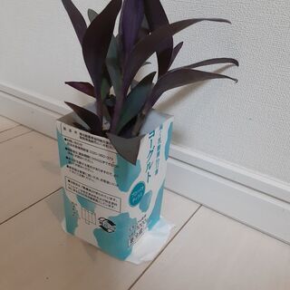 ムラサキゴテン　紫御殿