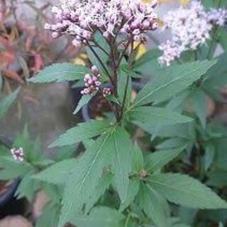 山野草 藤袴(フジバカマ)花の苗🌱
