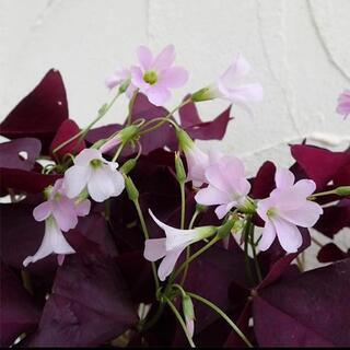 オキザリス 花の苗🌱