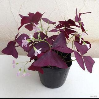 オキザリス 花の苗🌱の画像