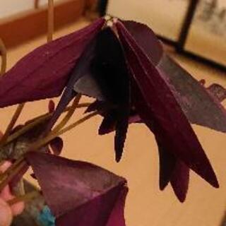 オキザリス 花の苗🌱の画像