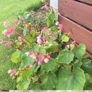 シュウカイドウ 花の苗🌱の画像