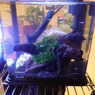 メダカ希少種格安で。