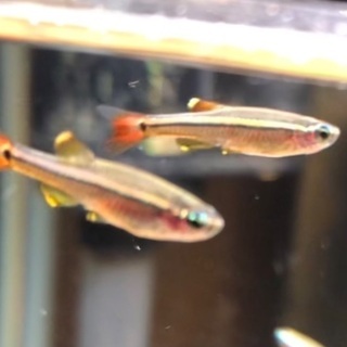 アカヒレ　１０匹