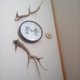 鹿の角　北海道産　蝦夷鹿の角です。