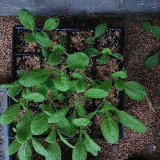 白菜苗16連