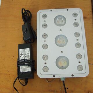 ボルクスジャパン Grassy Solare Reef ジャンクの画像