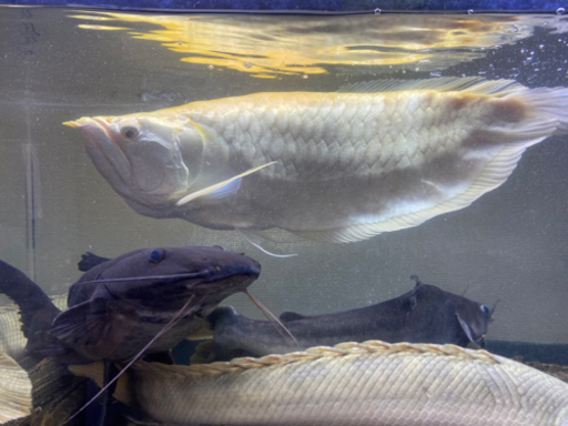 アルビノシルバーアロワナ　ショート