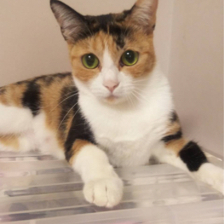 綺麗な三毛猫ちゃん