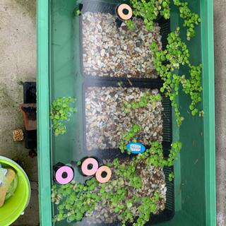 日本メダカ　色々の画像