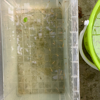 日本メダカ　色々の画像