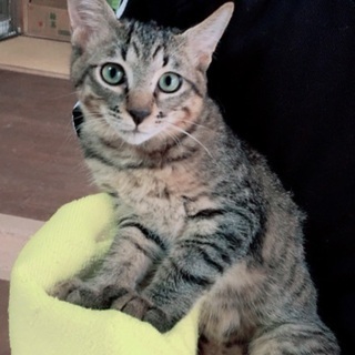 5ヶ月のキジ猫ちゃん