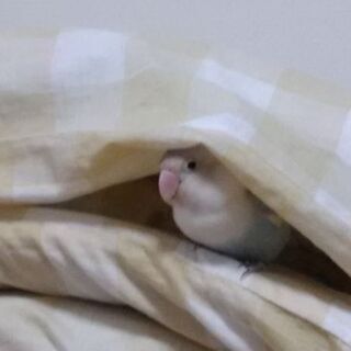 白ボタンインコを探しています。