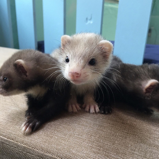 小動物カフェ行きましょ〜🐿✨