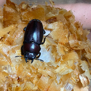 ノコギリ♀