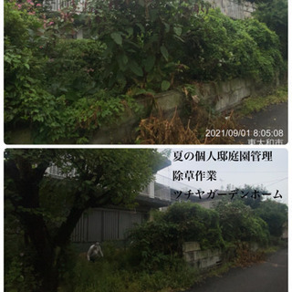 庭木剪定　伐採、草刈り　除草なら庭の手入れ店/ツチヤガーデンホー...