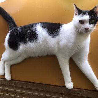 ムーンくん、白黒、推定2歳の若い猫、里親募集
